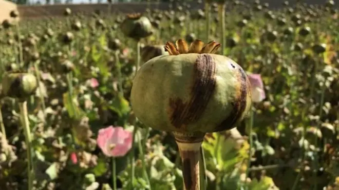 افغانستان کا شمار دنیا میں سب سے زیادہ پوست پیدا کرنے والے ممالک میں ہوتا جس سے ہیروئن بنائی جاتی ہے