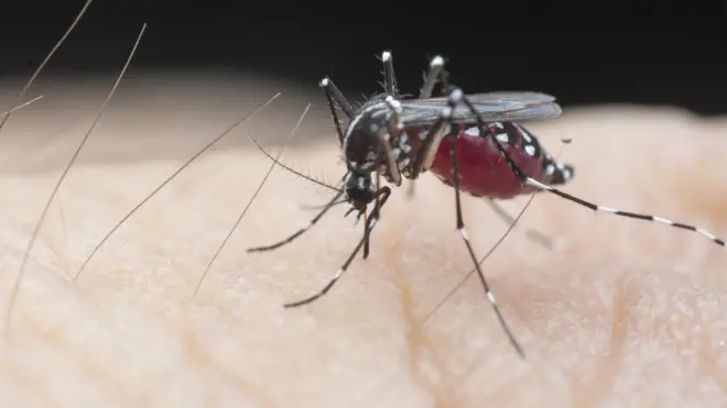 ม﻿าลาเรียแพร่โดยยุง