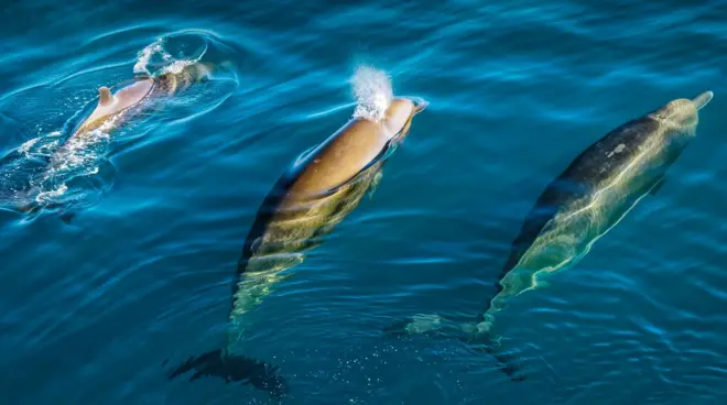 Three large bottlenose whales swimming near the pristine blue waters off Jay Mayen island in the Norwegian Arctic 