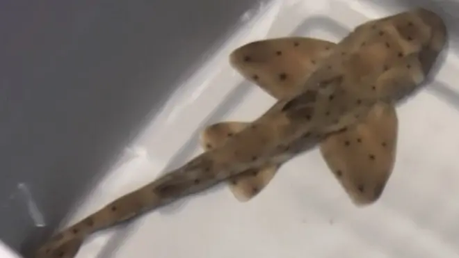 Акула по имени Мисс Хелен после похищения вернулась в аквариум.