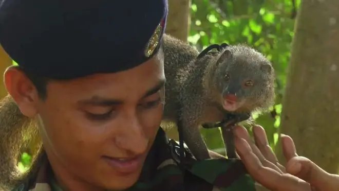 Мангуста вправніше за собак знаходить вибухівку, кажуть шрі-ланкійські військові