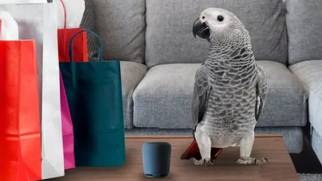 非洲灰鸚鵡以聰明和詞匯量大、語言模仿能力強著稱。