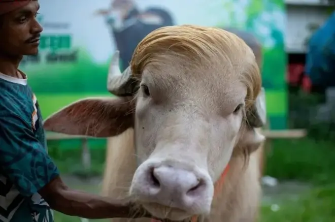 مېښ