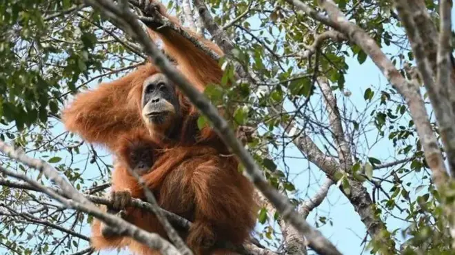 یک اورانگوتان روی درخت