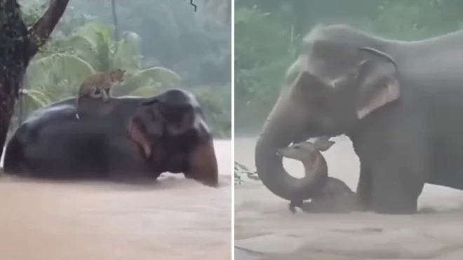 Screen-grabs of AI videos