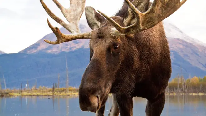 Полювання буде заборонене