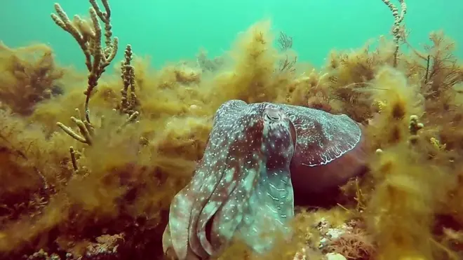 Гигантская каракатица