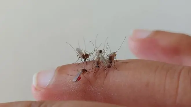 গত কয়েক মাসে মশা বেড়েছে দ্বিগুনেরও বেশি