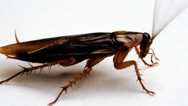 सफ़ेद सतह पर एक बड़ा का कॉकरोच
