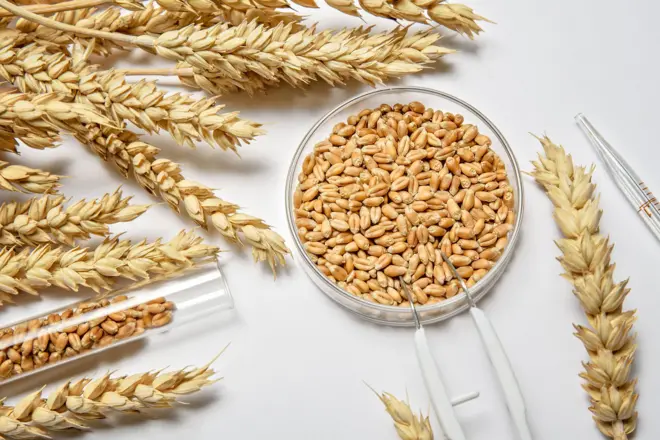 Qamadiga waxaa laga sameeyaa dhammaan noocyada kala duwan ee cuntada ugu badan oo la isticmaalo sida maalinlaha ah.