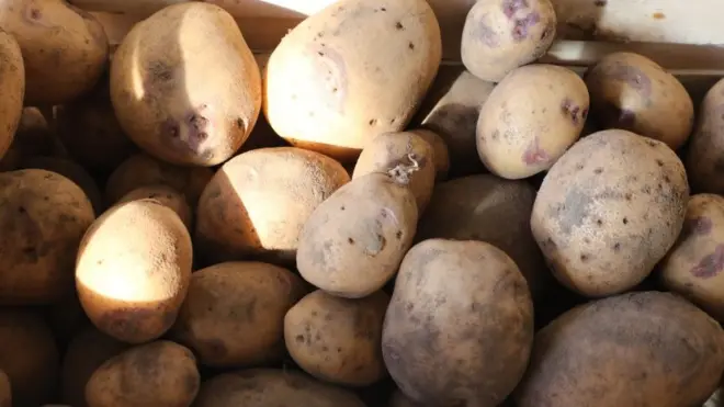 Des pommes de terre de Versailles. Louis XIV avait fait aménager un énorme potager pour la culture de la pomme de terre.
