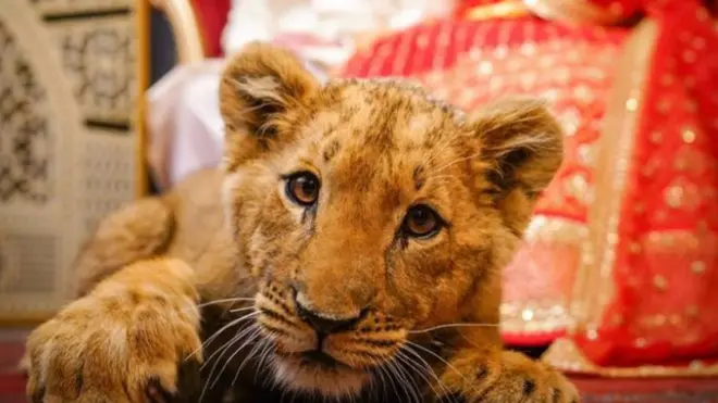 شیر کے بچے کے ساتھ شادی کی ویڈیو اور تصاویر