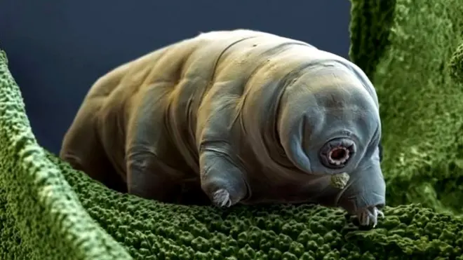 ऐसे दिखते हैं टार्डिग्रेड