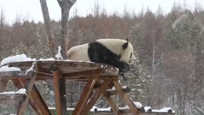 Panda