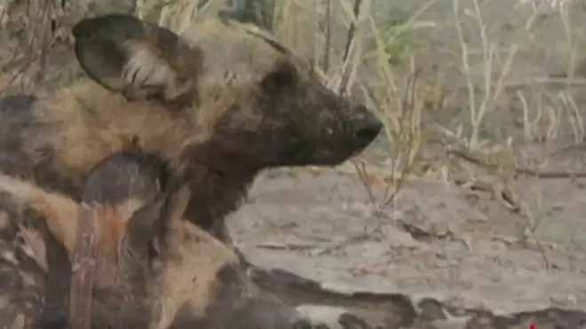 หมาป่าแอฟริกา