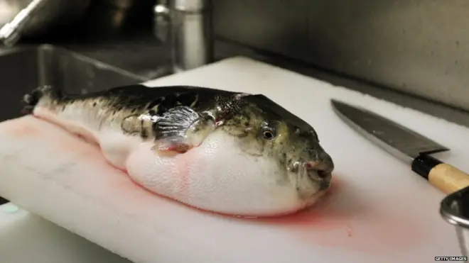 Puffer fish