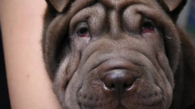 Una "tierna carita aplastada".