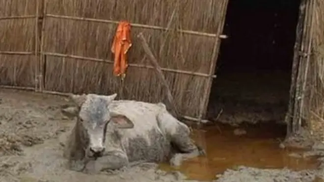 गोशालाओं में दम तोड़ रही गायों पर सख़्त हुए योगी