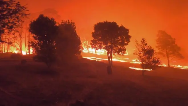 حرائق غابات وحيوانات مهددة بالانقراض في أستراليا