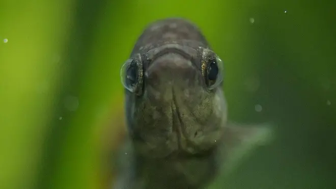Tekila balığı görünüşü itibariyle ilgi çeken bir tür değil ama biyo-çeşitlilikte yeri var