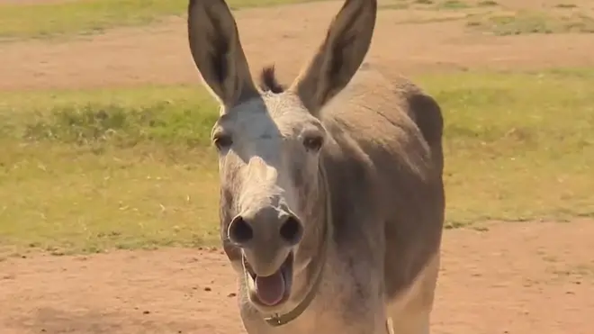 براعظم افریقہ کے کئی ممالک میں گدھوں کو ان کی کھالوں کے لیے چوری کرکے ذبح کیا جا رہا ہے۔ ان کھالوں کی چین میں بہت مانگ ہے جہاں انھیں روایتی ادویات کی تیاری میں استعمال کیا جاتا ہے۔