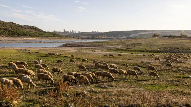 Baraj çevresinde otlayan koyunlar, 2023. 