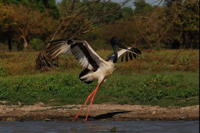 ශ්රී ලංකාවේ දක්නට ලැබෙන උසම කුරුලු විශේෂය අලි මානාවා හෙවත් අලි මාන කොකා ය.