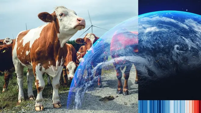 Cows walking between wind turbines in Norway