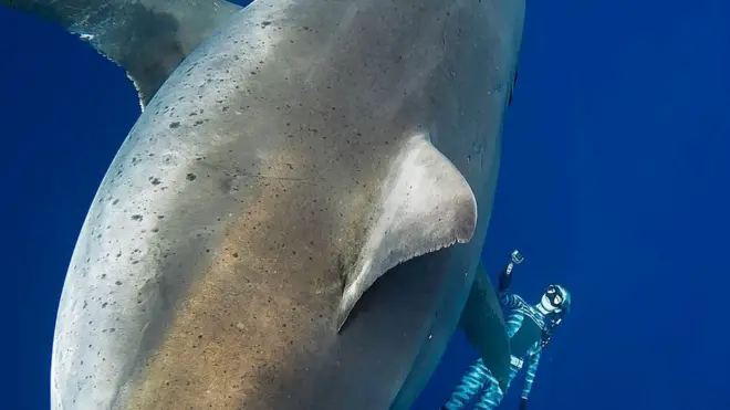 A mergulhadora Ocean Ramsay, amigajogos loteriaKimberly, ao ladojogos loteriaum dos tubarões