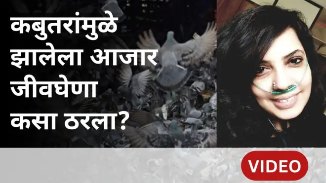 कबुतरं आणि आरोग्यावरील दुष्परिणाम