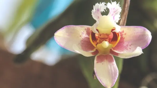 Example of an endangered orchid species from Cameroon and Gabon