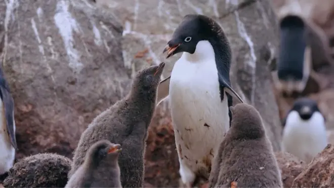 เพนกวิน