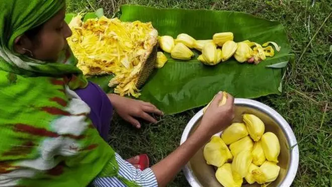 Dewasa ini, pohon nangka dapat ditemukan di mana-mana di Sri Lanka dan merupakan sumber protein yang penting bagi penduduk setempat.
