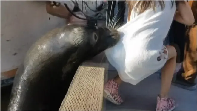 морський лев