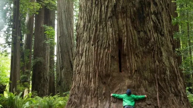 David Hockney-in doğma Yorkshire-ində yerləşən meşə, onun bu Thixendale yaxınlığında Üç Ağac əsəri də daxil olmaqla iPad seriyası üçün ilham mənbəyi olub