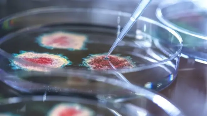 प्रयोगशालामा पेट्री डिशमा भाइरस