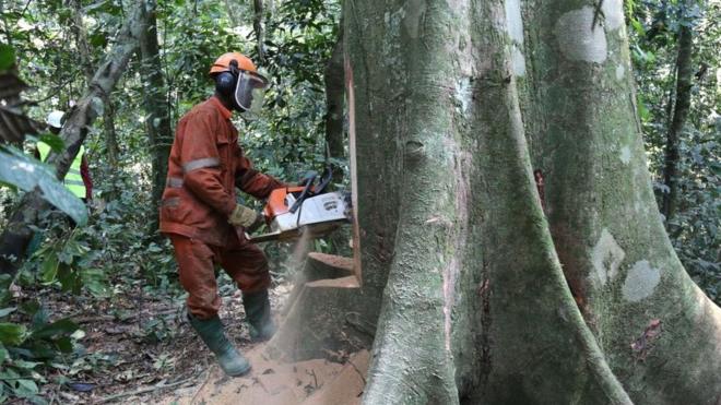 一名工人在剛果民主共和國東北部基桑加尼附近合法砍伐一棵樹