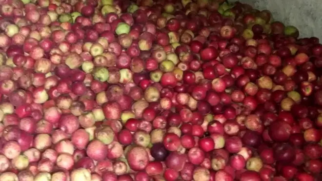 कर्णालीका स्याउ