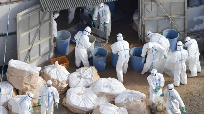 اليابان بدأت إعدام أعداد هائلة من الطيور لمنع تفشي سلالة من مرض أنفلونزا الطيور وانتقالها للبشر