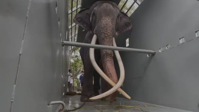 මුතු රාජාට තුවාල වීම ගැන කන්දේ විහාරයේ හාමුදුරුවෝ සහ ඇත්ගොව්වා කියන කතාව ඔබ දන්නවා ද?