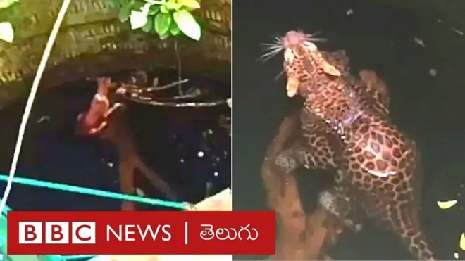 కుక్క, చిరుత ఒకే బావిలో పడ్డాయి