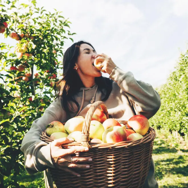 Elma bahçesinde bir kadın bir elinde elma dolu bir sepet tutuyor ve diğer eliyle de bir elmayı ısırıyor