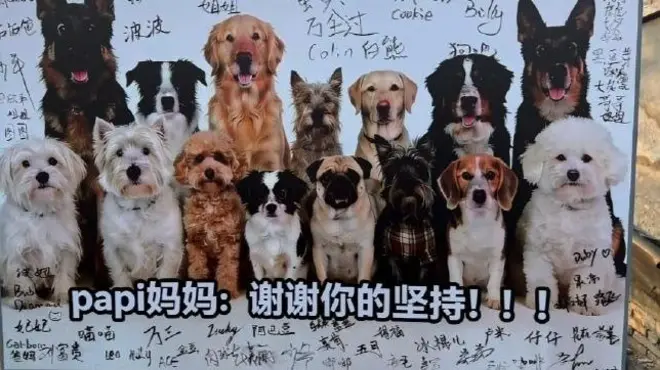 一张海报上有很多狗,还有很多人的签名