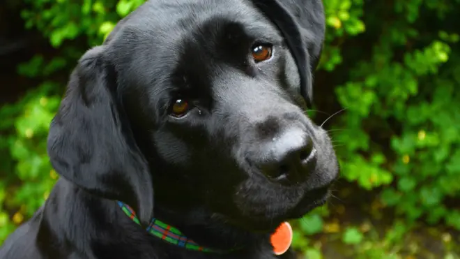 Собачий взгляд