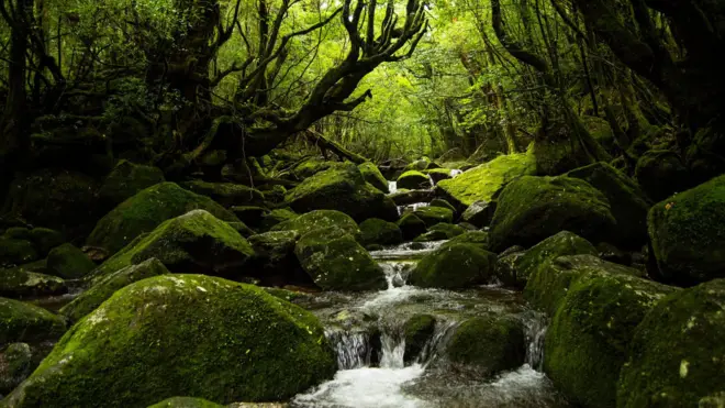Air sungai mengalir di antara bebatuan yang diselimuti lumut dan pohon-pohon cedar di Hutan Yakushima.