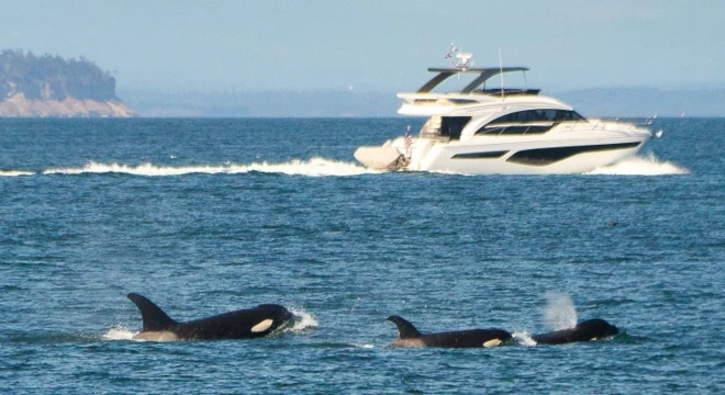 รูปออร์กาไล่ตามเรือยอชต์ 