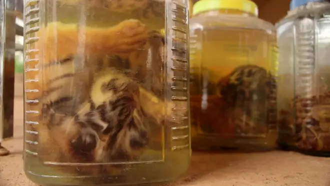 فعالان حفاظت از حیات وحش هشدار داده اند که بعضی گونه های جانوری به سرعت در حال نابود شدن هستند.