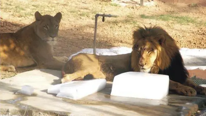 اسلام آباد کے چڑیا گھر میں شیر