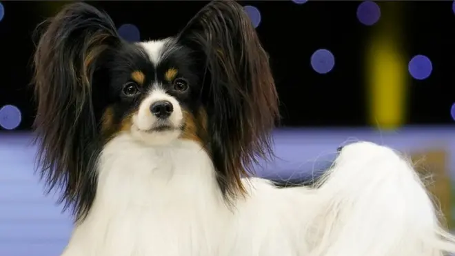 Папийон Дилан