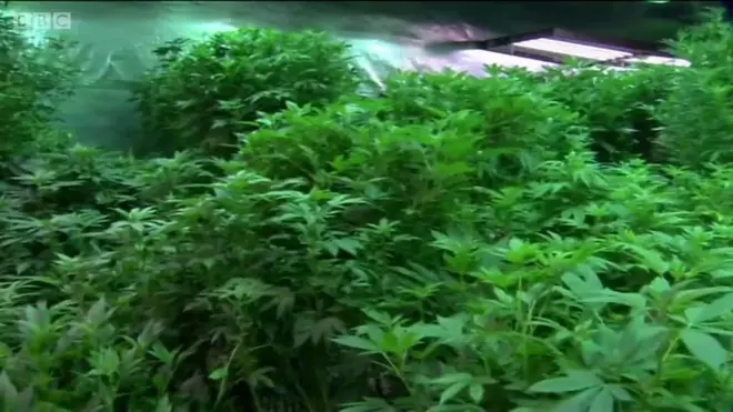 Калифорния легализовала продажу марихуаны: как это работает?